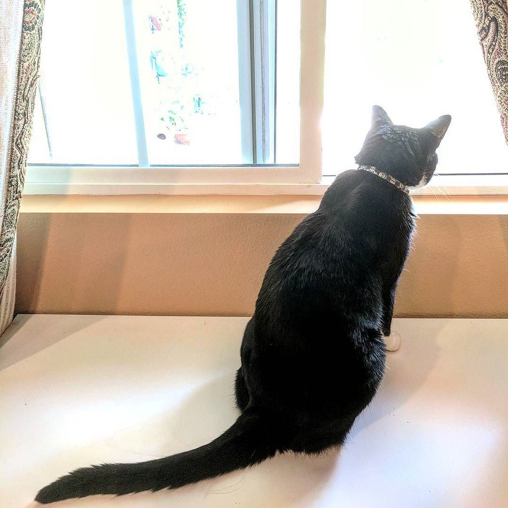 Why Cats Always Land on Their Feet