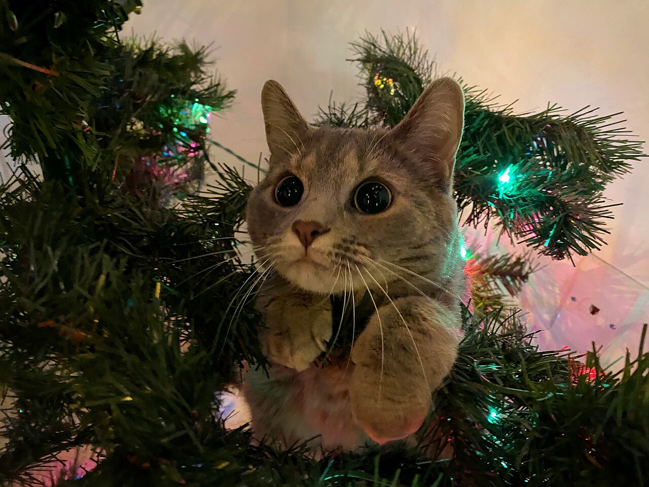 Top Five Reasons Your Cat Won’t Take Off Its Harness Before Landing